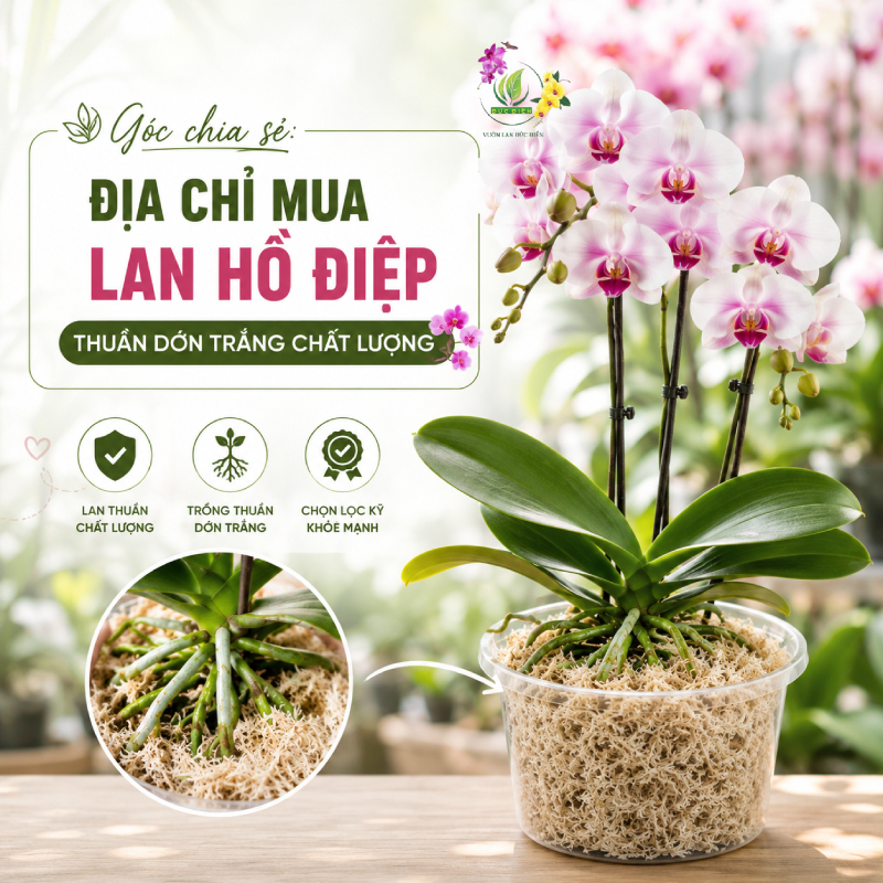 Góc Chia Sẻ: Địa Chỉ Mua Lan Hồ Điệp Thuần Dớn Trắng Chất Lượng