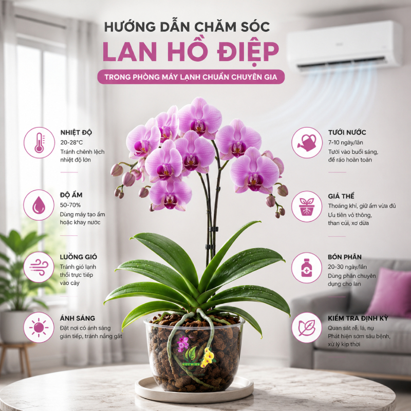 Hướng Dẫn Cách Chăm Sóc Lan Hồ Điệp Trong Phòng Máy Lạnh Chuẩn Chuyên Gia