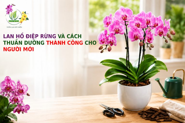 LAN HỒ ĐIỆP RỪNG VÀ CÁCH THUẦN DƯỠNG THÀNH CÔNG CHO NGƯỜI MỚI