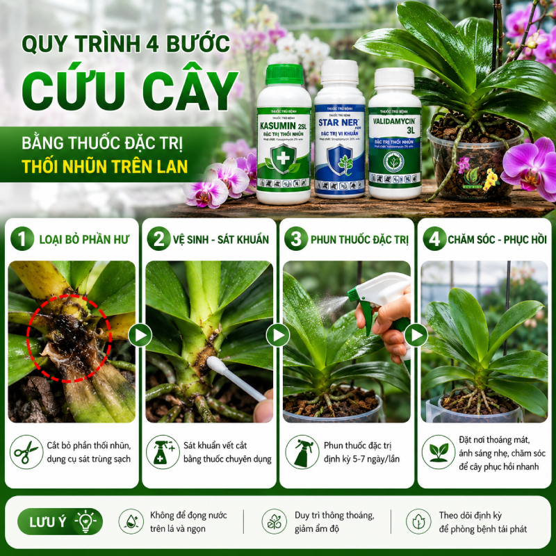 Quy Trình 4 Bước Cứu Cây Bằng Thuốc Đặc Trị Thối Nhũn Trên Lan