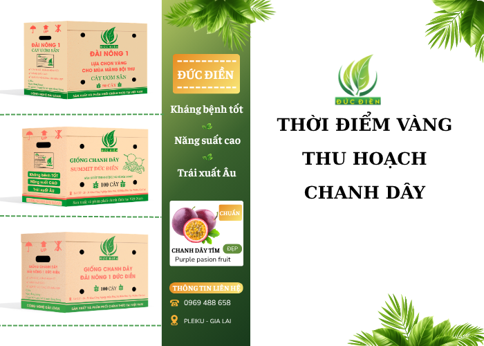Thời Điểm Thu Hoạch Chanh Dây Lý Tưởng
