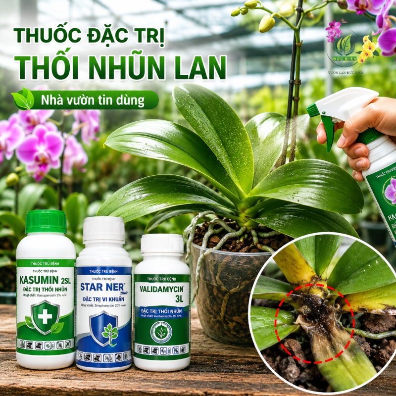 Các Loại Thuốc Đặc Trị Thối Nhũn Trên Lan Được Nhà Vườn Tin Dùng