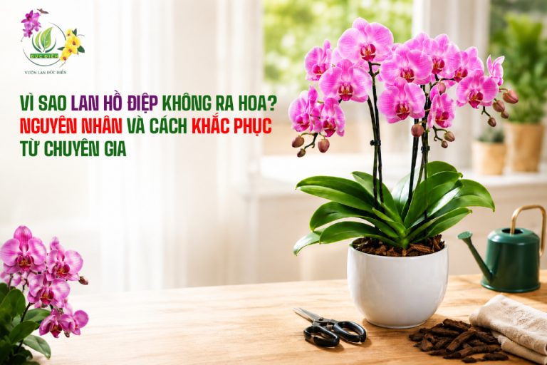 VÌ SAO LAN HỒ ĐIỆP KHÔNG RA HOA? NGUYÊN NHÂN VÀ CÁCH KHẮC PHỤC TỪ CHUYÊN GIA