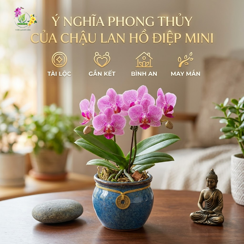 Ý Nghĩa Phong Thủy Của Chậu Lan Hồ Điệp Mini
