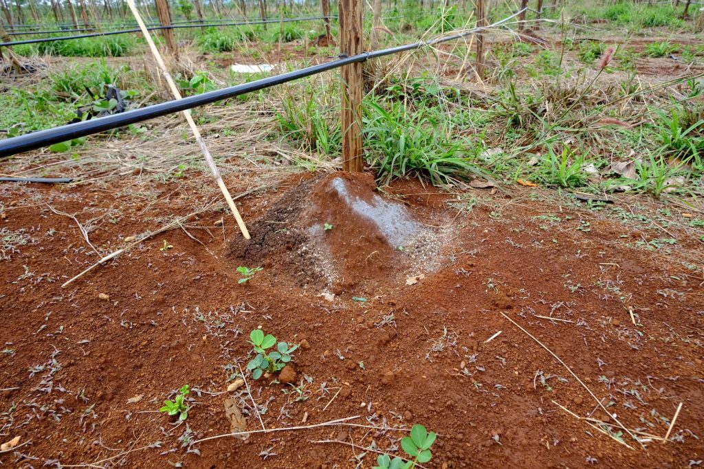 Bón lót phân gốc trong quy trình xuống giống chanh dây