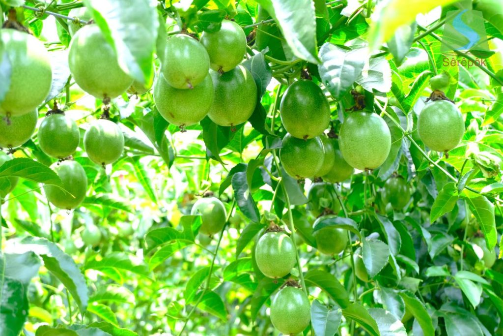 Nguyên liệu trái cây đông lạnh 