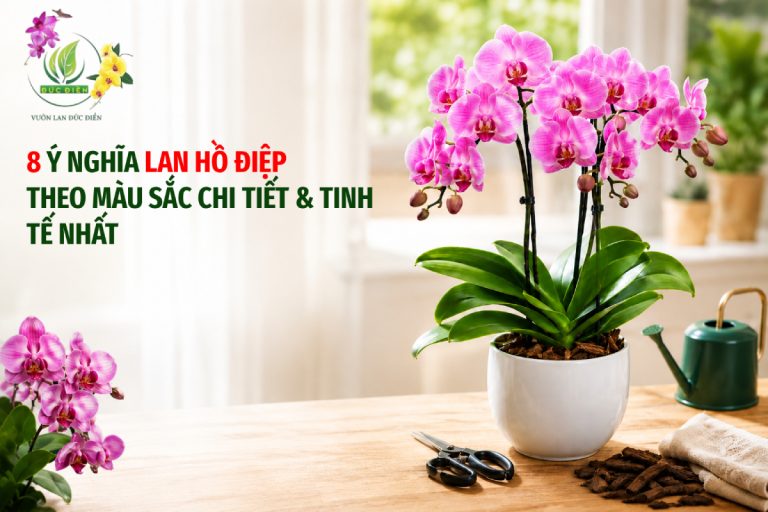 8 Ý NGHĨA LAN HỒ ĐIỆP THEO MÀU SẮC CHI TIẾT & TINH TẾ NHẤT