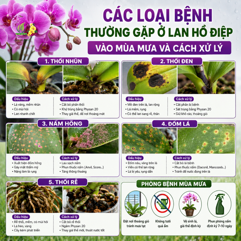 Các Loại Bệnh Thường Gặp Ở Lan Hồ Điệp Vào Mùa Mưa Và Cách Xử Lý