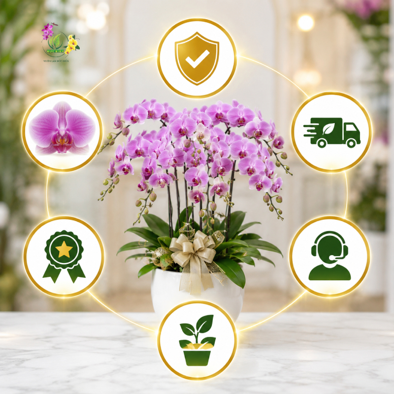 Các tiêu chí vàng để đánh giá một địa chỉ mua lan hồ điệp ở đâu uy tín?
