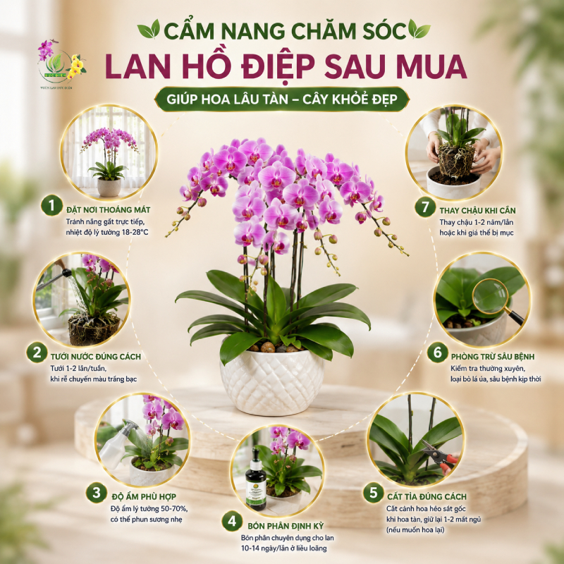 Cẩm nang chăm sóc sau khi tìm được nơi mua lan hồ điệp ở đâu uy tín?