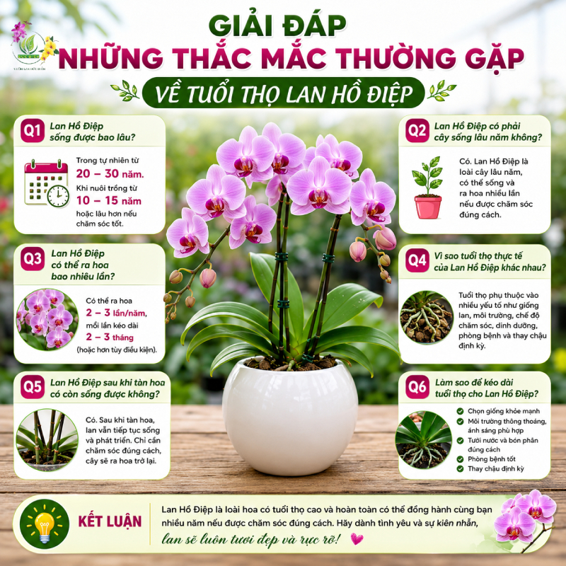 Giải Đáp Những Thắc Mắc Thường Gặp Về Tuổi Thọ Lan Hồ Điệp