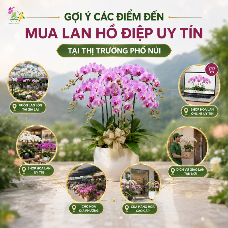 Gợi ý các điểm đến mua lan hồ điệp ở đâu uy tín? tại thị trường Phố Núi