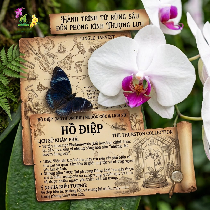 Hành Trình Từ Rừng Sâu Đến Phòng Kính Thượng Lưu