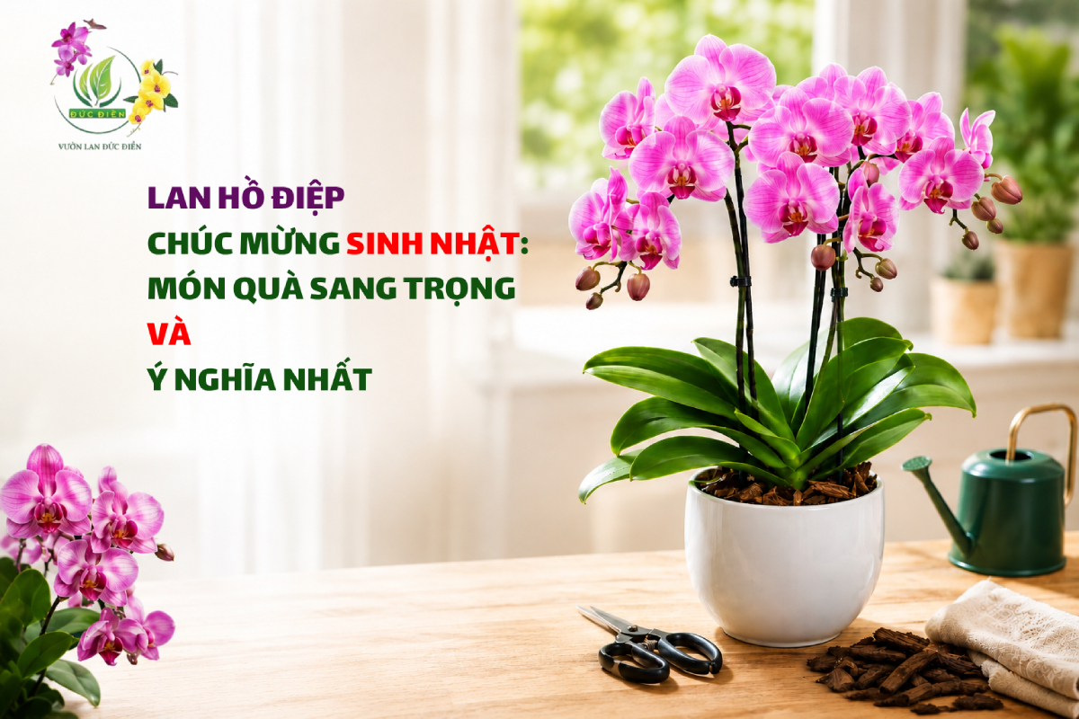 LAN HỒ ĐIỆP CHÚC MỪNG SINH NHẬT: MÓN QUÀ SANG TRỌNG VÀ Ý NGHĨA NHẤT
