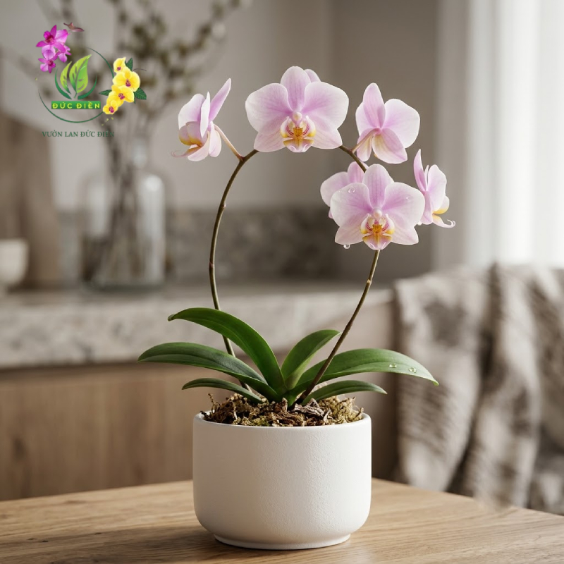 Lan hồ điệp mini là gì và tại sao chúng lại được yêu thích?