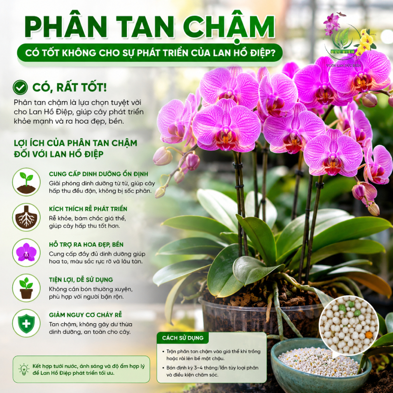 Giải đáp: Phân tan chậm có tốt không cho sự phát triển của Lan Hồ Điệp?