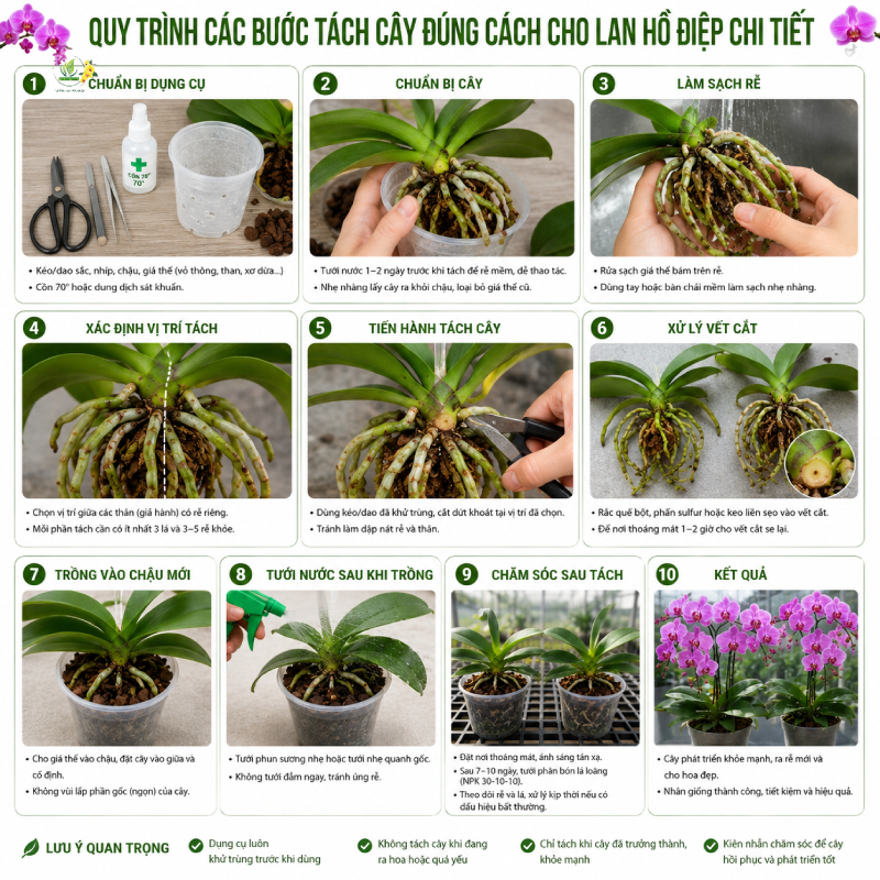 Quy Trình Các Bước Tách Cây Đúng Cách Cho Lan Hồ Điệp Chi Tiết