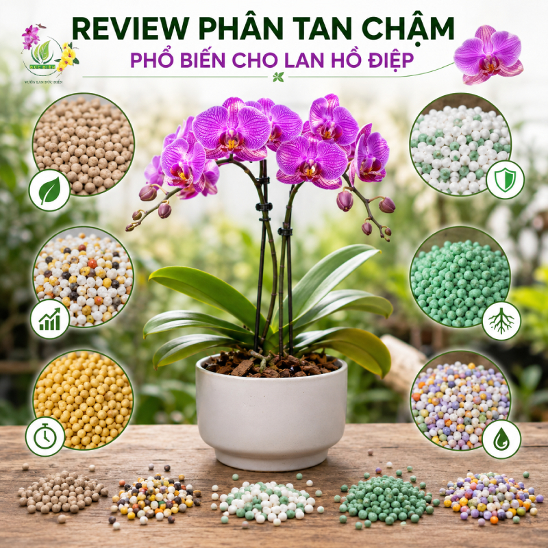 Review các loại phân tan chậm phổ biến cho Lan Hồ Điệp hiện nay