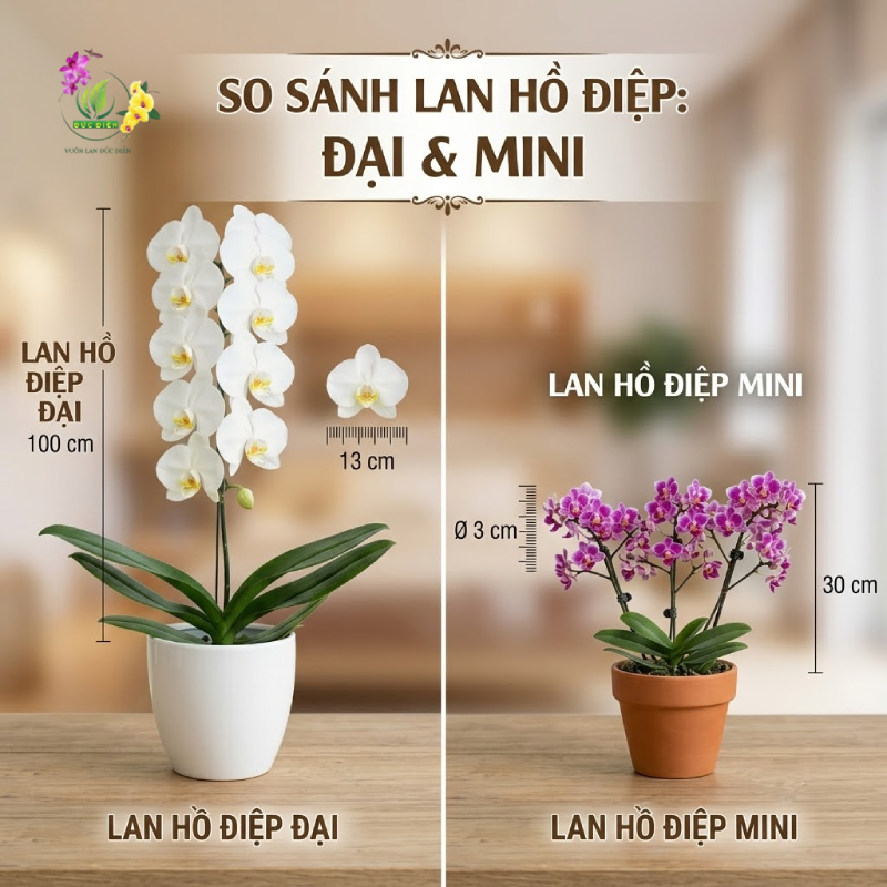 Điểm khác biệt giữa lan hồ điệp mini và dòng lan hồ điệp đại