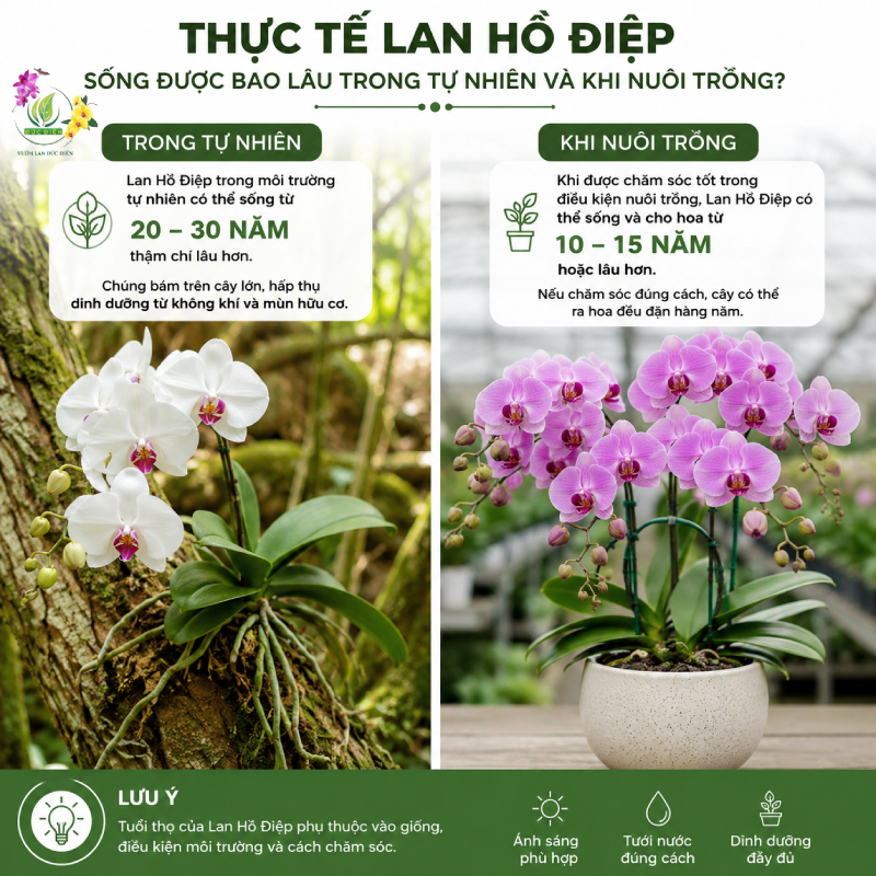 Thực Tế Lan Hồ Điệp Sống Được Bao Lâu Trong Tự Nhiên Và Khi Nuôi Trồng?
