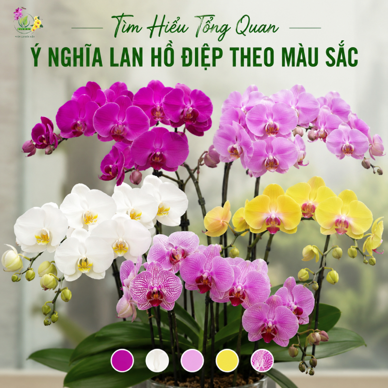 Tìm Hiểu Tổng Quan Về Ý Nghĩa Lan Hồ Điệp Theo Màu Sắc