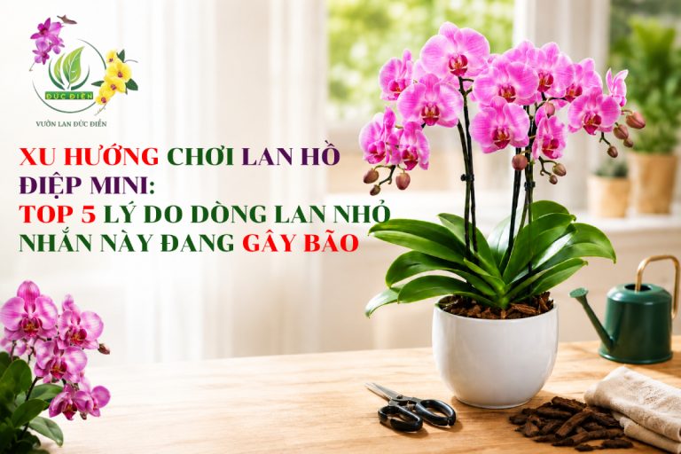 XU HƯỚNG CHƠI LAN HỒ ĐIỆP MINI: TOP 5 LÝ DO DÒNG LAN NHỎ NHẮN NÀY ĐANG GÂY BÃO