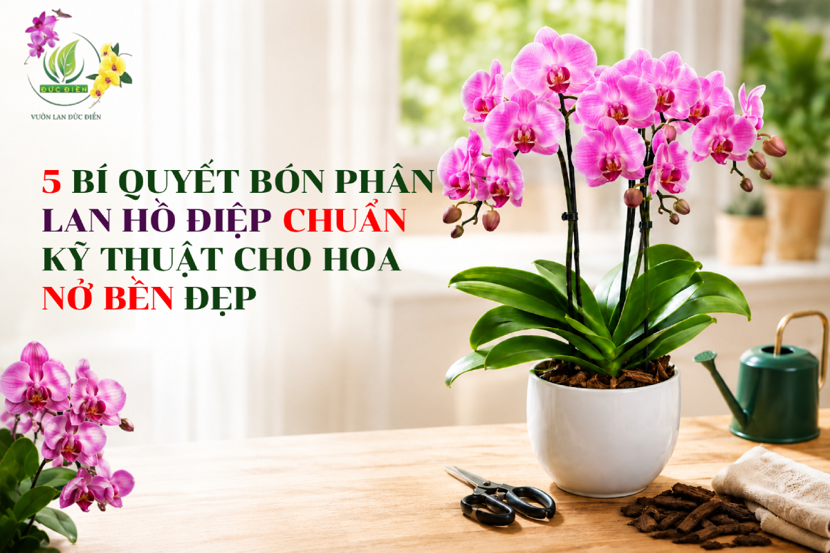 5 BÍ QUYẾT BÓN PHÂN LAN HỒ ĐIỆP CHUẨN KỸ THUẬT CHO HOA NỞ BỀN ĐẸP