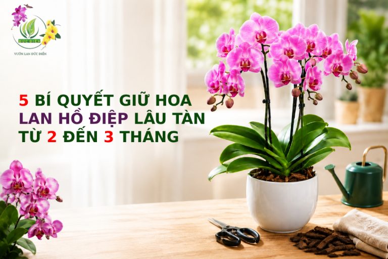 5 BÍ QUYẾT GIỮ HOA LAN HỒ ĐIỆP LÂU TÀN TỪ 2 ĐẾN 3 THÁNG