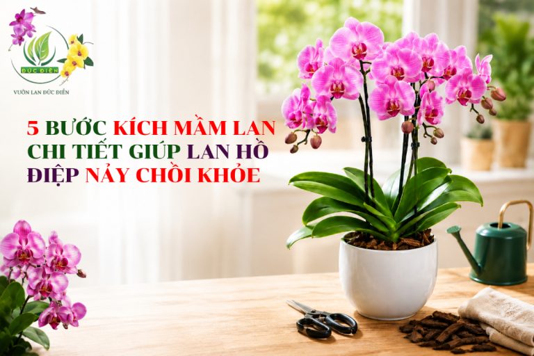 5 BƯỚC KÍCH MẦM LAN CHI TIẾT GIÚP LAN HỒ ĐIỆP NẢY CHỒI KHỎE TỰ NHIÊN