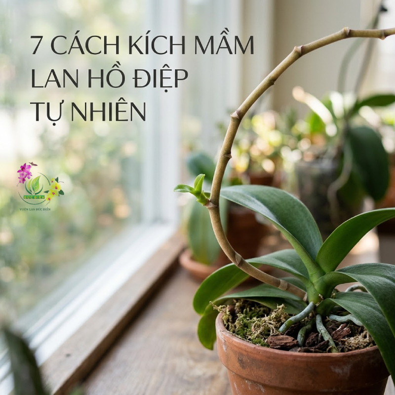 7 cách kích mầm lan hồ điệp giúp cây phát triển tự nhiên
