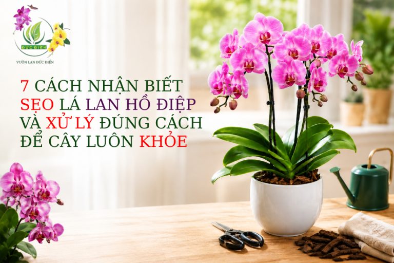 7 CÁCH NHẬN BIẾT SẸO LÁ LAN HỒ ĐIỆP VÀ XỬ LÝ ĐÚNG CÁCH ĐỂ CÂY LUÔN KHỎE