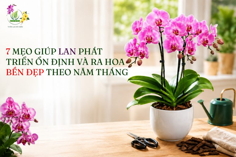 7 MẸO GIÚP LAN PHÁT TRIỂN ỔN ĐỊNH VÀ RA HOA BỀN ĐẸP THEO NĂM THÁNG