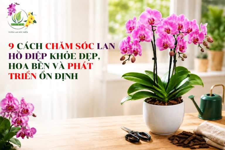 9 CÁCH CHĂM SÓC LAN HỒ ĐIỆP KHỎE ĐẸP, HOA BỀN VÀ PHÁT TRIỂN ỔN ĐỊNH