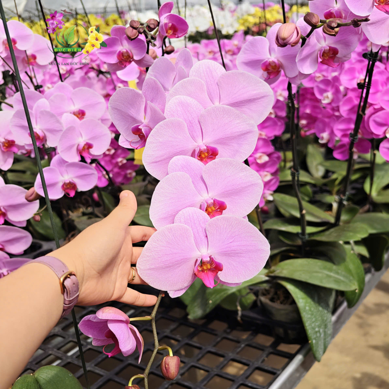 Lan Hồ Điệp được yêu thích