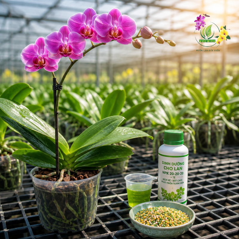 Lan Phát Triển Ổn Định Nhờ Bổ Sung Dinh Dưỡng