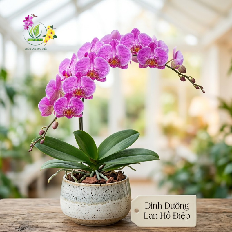 Chế Độ Dinh Dưỡng Giúp Giữ Hoa Lan Hồ Điệp Lâu Tàn Và Bền Màu