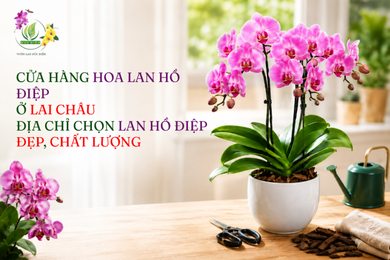 CỬA HÀNG HOA LAN HỒ ĐIỆP Ở LAI CHÂU – ĐỊA CHỈ CHỌN LAN HỒ ĐIỆP ĐẸP, CHẤT LƯỢNG