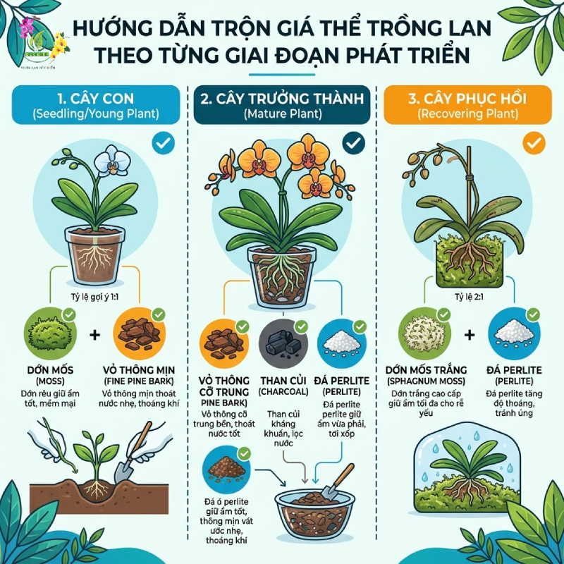 Cách phối giá thể sạch lan hồ điệp cho từng nhóm cây