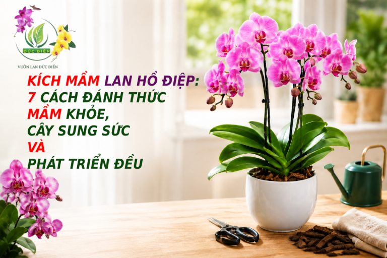 KÍCH MẦM LAN HỒ ĐIỆP: 7 CÁCH ĐÁNH THỨC MẦM KHỎE, CÂY SUNG SỨC VÀ PHÁT TRIỂN ĐỀU