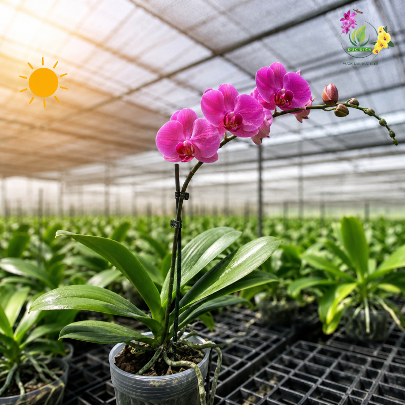 Lan Phát Triển Ổn Định Nhờ Kiểm Soát Ánh Sáng Vừa Đủ