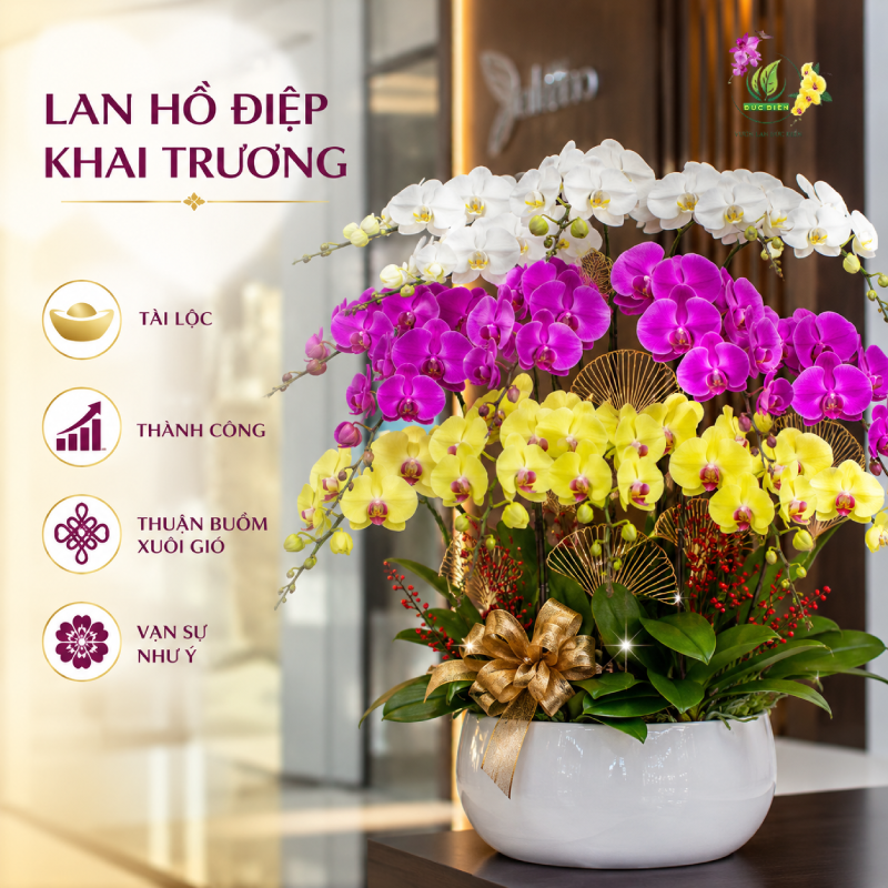 Lan hồ điệp khai trương