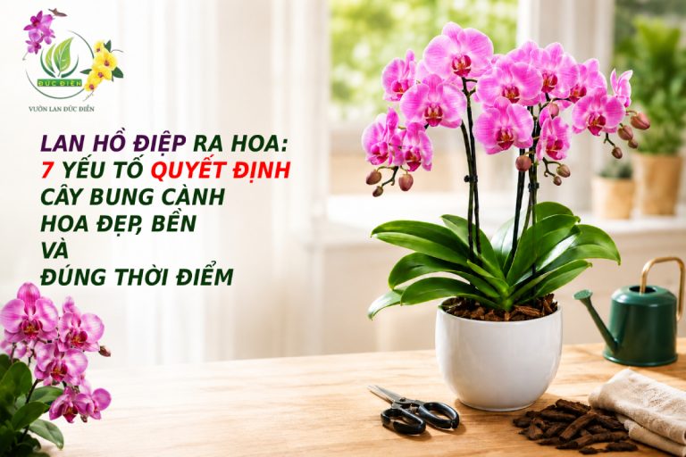 LAN HỒ ĐIỆP RA HOA: 7 YẾU TỐ QUYẾT ĐỊNH CÂY BUNG CÀNH HOA ĐẸP, BỀN VÀ ĐÚNG THỜI ĐIỂM