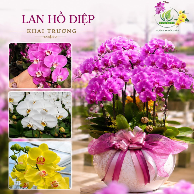 Những dịp nên chọn Lan Hồ Điệp