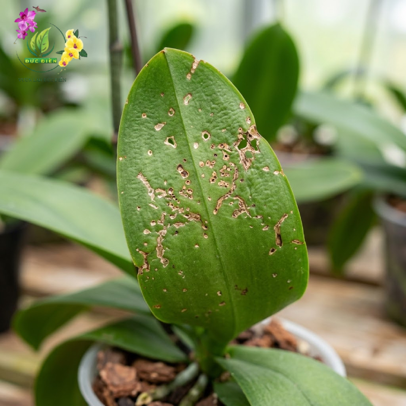 Sẹo lá lan hồ điệp do côn trùng để lại