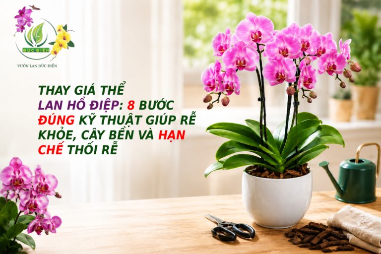 THAY GIÁ THỂ LAN HỒ ĐIỆP: 8 BƯỚC ĐÚNG KỸ THUẬT GIÚP RỄ KHỎE, CÂY BỀN VÀ HẠN CHẾ THỐI RỄ