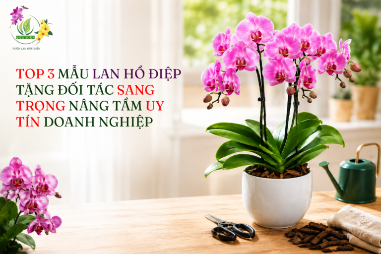 TOP 3 MẪU LAN HỒ ĐIỆP TẶNG ĐỐI TÁC SANG TRỌNG NÂNG TẦM UY TÍN DOANH NGHIỆP
