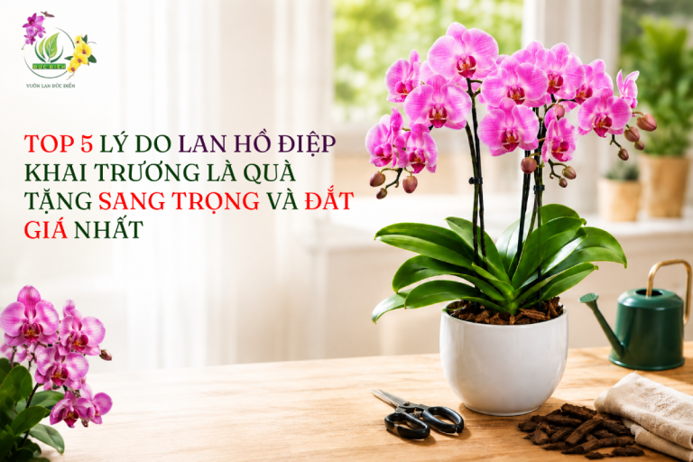TOP 5 LÝ DO LAN HỒ ĐIỆP KHAI TRƯƠNG LÀ QUÀ TẶNG SANG TRỌNG VÀ ĐẮT GIÁ NHẤT