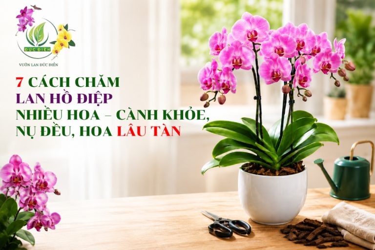 7 CÁCH CHĂM LAN HỒ ĐIỆP NHIỀU HOA – CÀNH KHỎE, NỤ ĐỀU, HOA LÂU TÀN