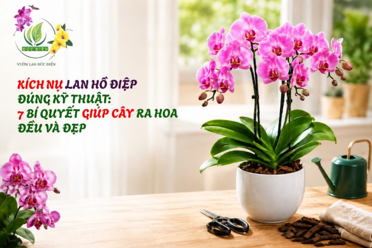 KÍCH NỤ LAN HỒ ĐIỆP ĐÚNG KỸ THUẬT: 7 BÍ QUYẾT GIÚP CÂY RA HOA ĐỀU VÀ ĐẸP