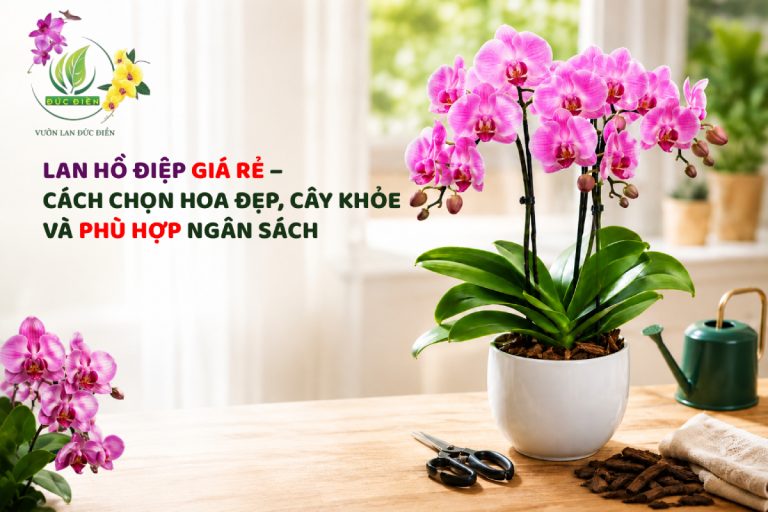 LAN HỒ ĐIỆP GIÁ RẺ – CÁCH CHỌN HOA ĐẸP, CÂY KHỎE VÀ PHÙ HỢP NGÂN SÁCH
